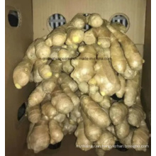 Manufacture High Quality Fresh Ginger